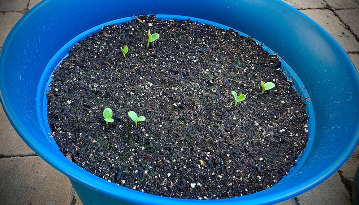 growing-cilantro-blue-pot